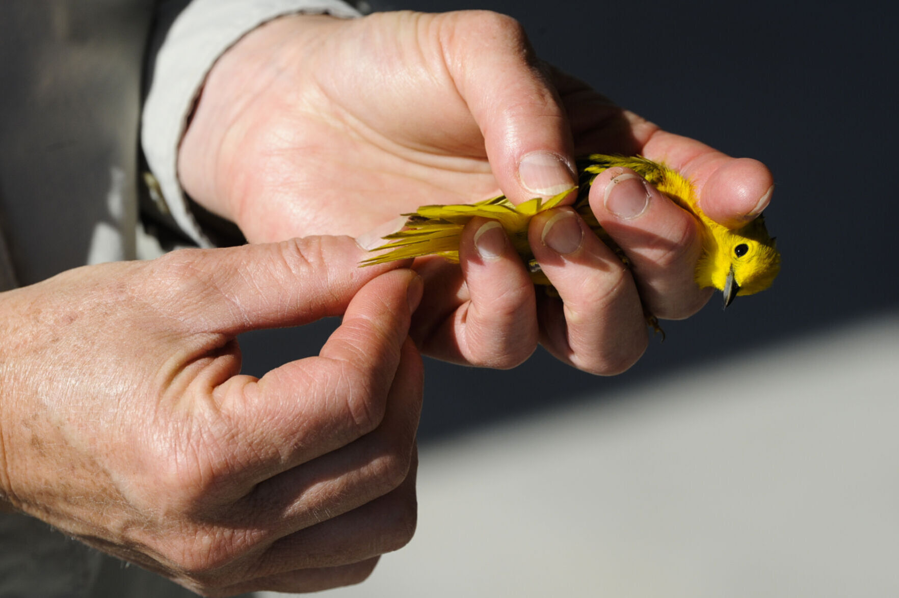 MAPS Bird Banding at Spring Meadow